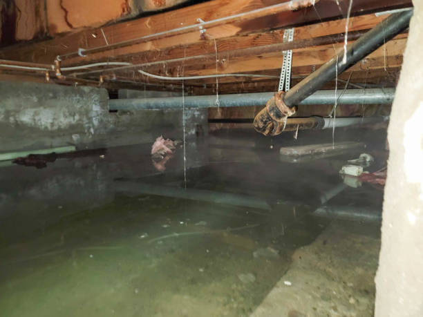 Best Mold removal after water damage  in Belle Plaine, KS